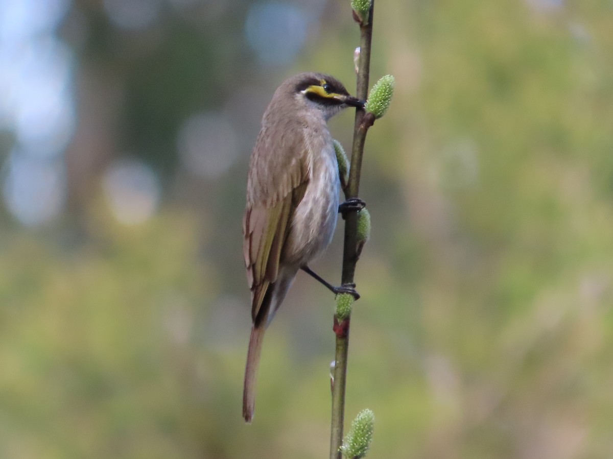 Yellow-faced Honeyeater - ML642306229