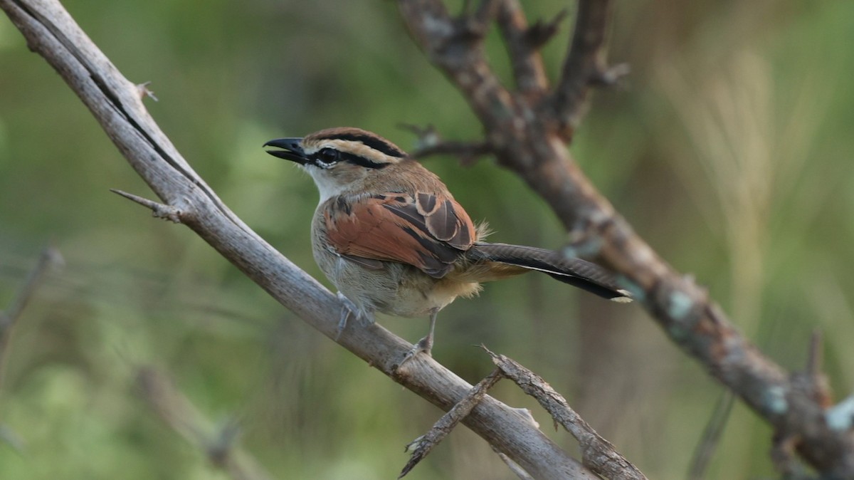 Brown-crowned Tchagra - ML642306232