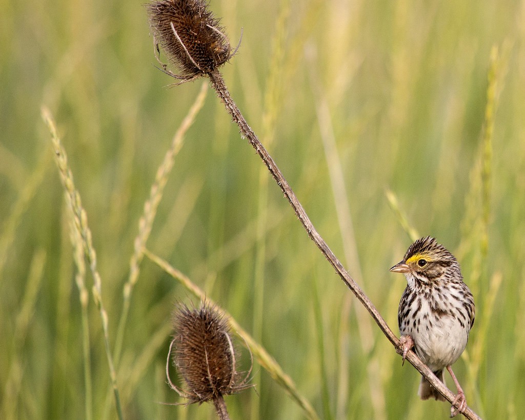 Savannah Sparrow - ML642306239