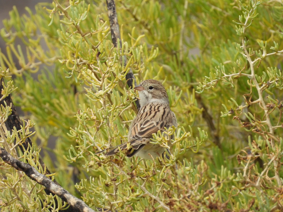 Brewer's Sparrow - ML642306241