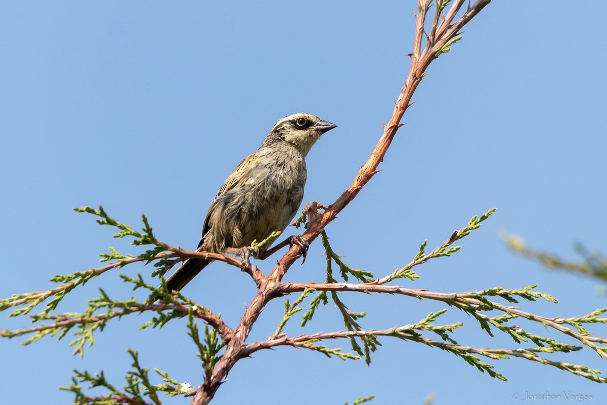 Striped Sparrow - ML642306243