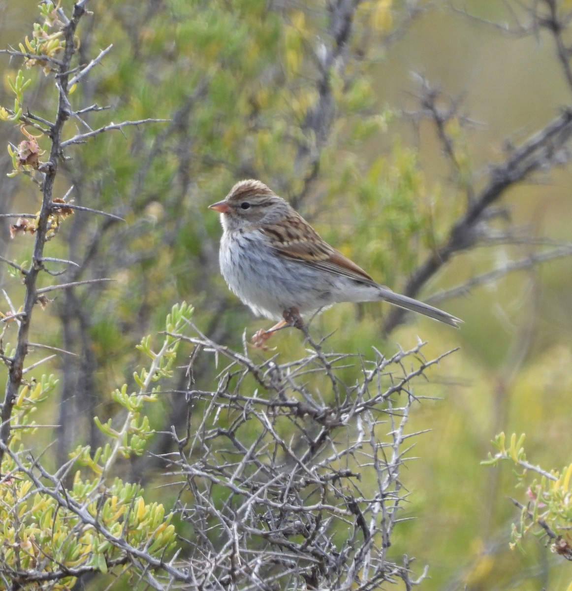 Brewer's Sparrow - ML642306252