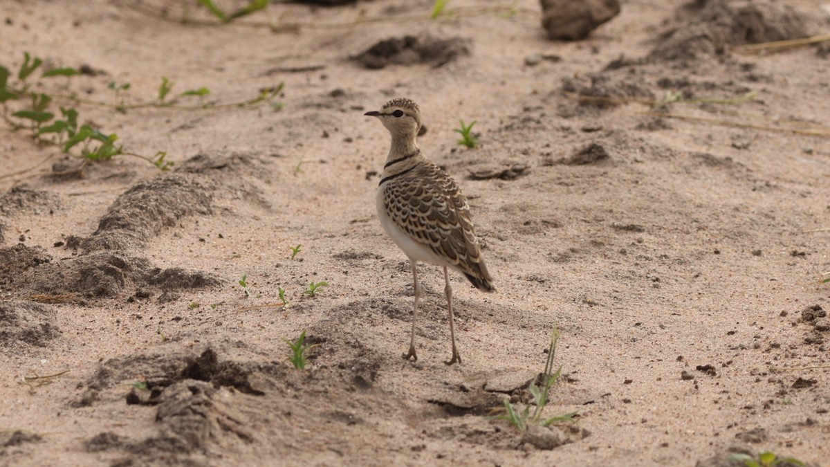 Double-banded Courser - ML642306257