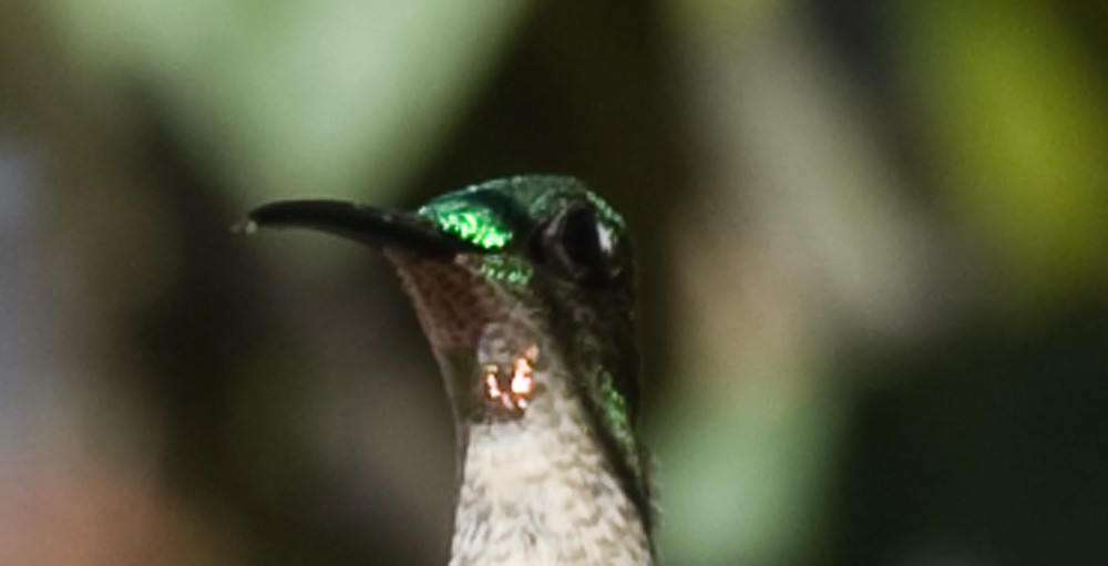 Fawn-breasted Brilliant - ML642306260