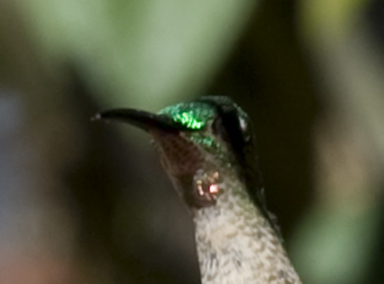 Fawn-breasted Brilliant - ML642306261