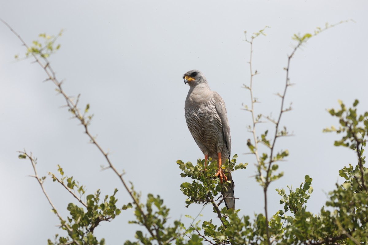Eastern Chanting-Goshawk - ML642306265