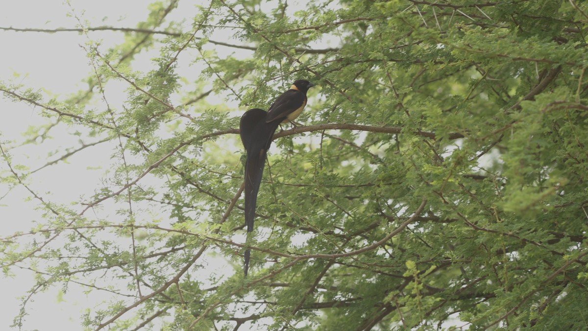 Eastern Paradise-Whydah - ML642306282