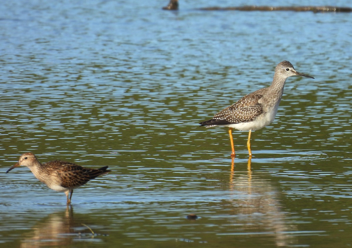 Lesser Yellowlegs - ML642306305