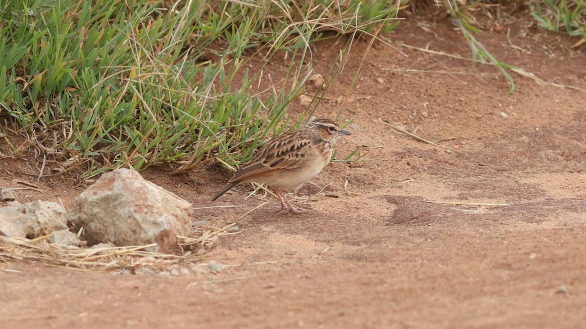 Fawn-colored Lark (Foxy) - ML642306307