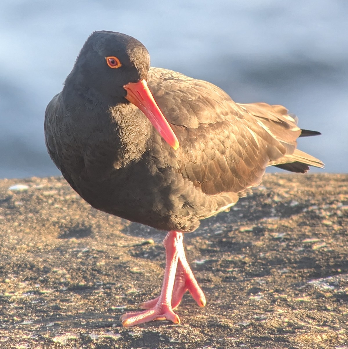 Sooty Oystercatcher - ML642306313