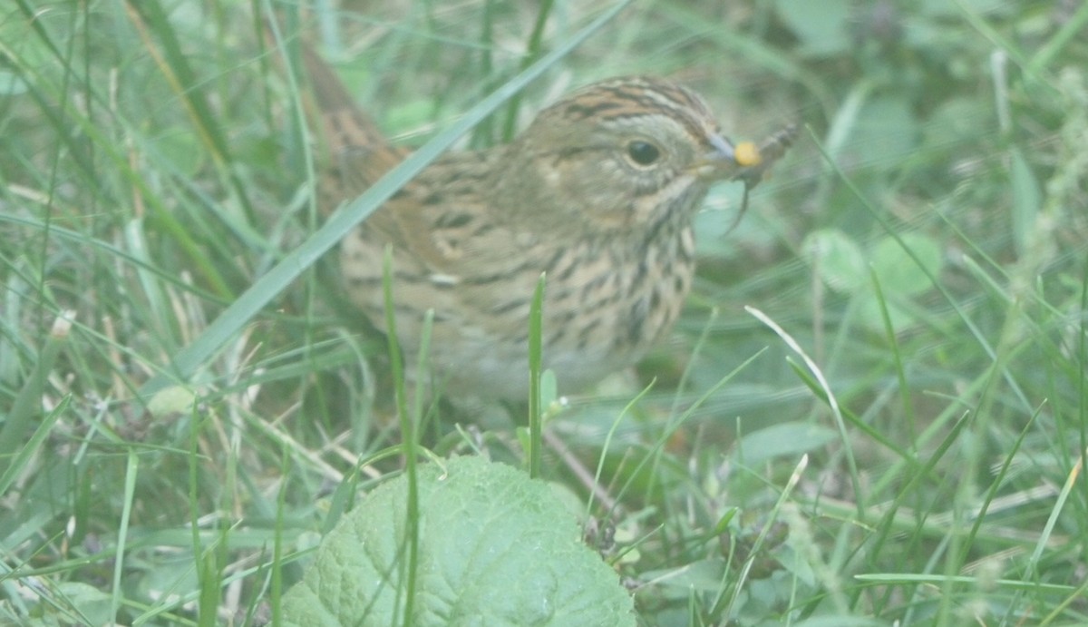 Lincoln's Sparrow - ML642306319