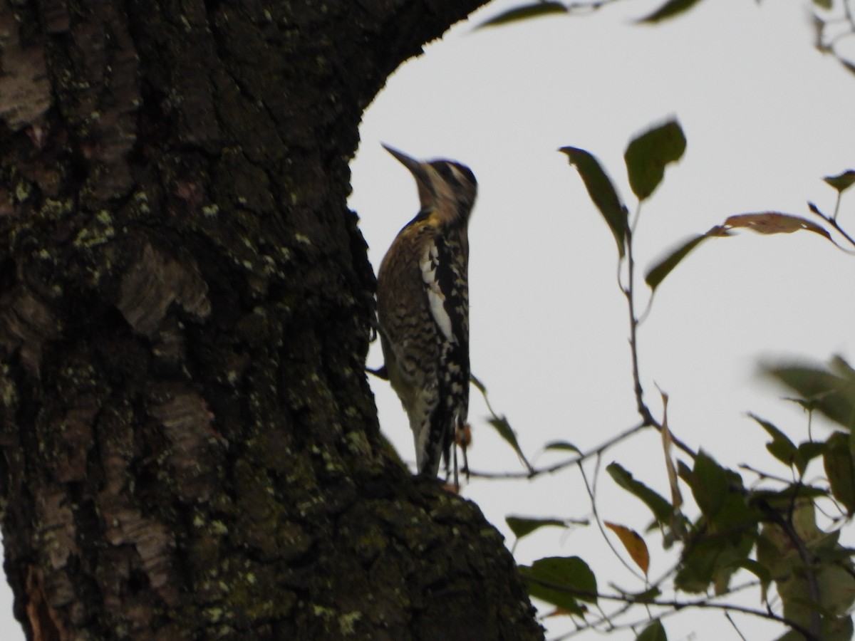 Yellow-bellied Sapsucker - ML642306322