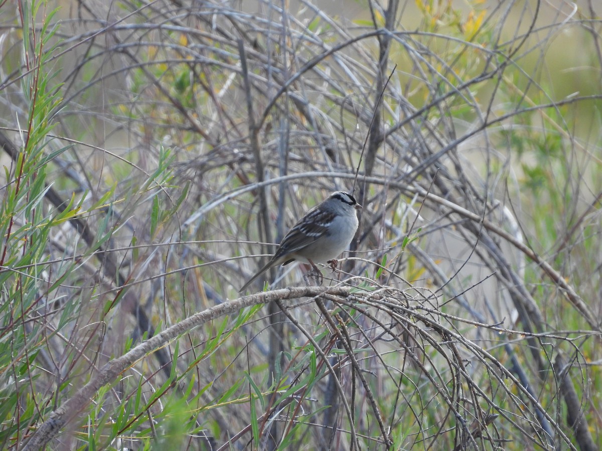 White-crowned Sparrow (oriantha) - ML642306324