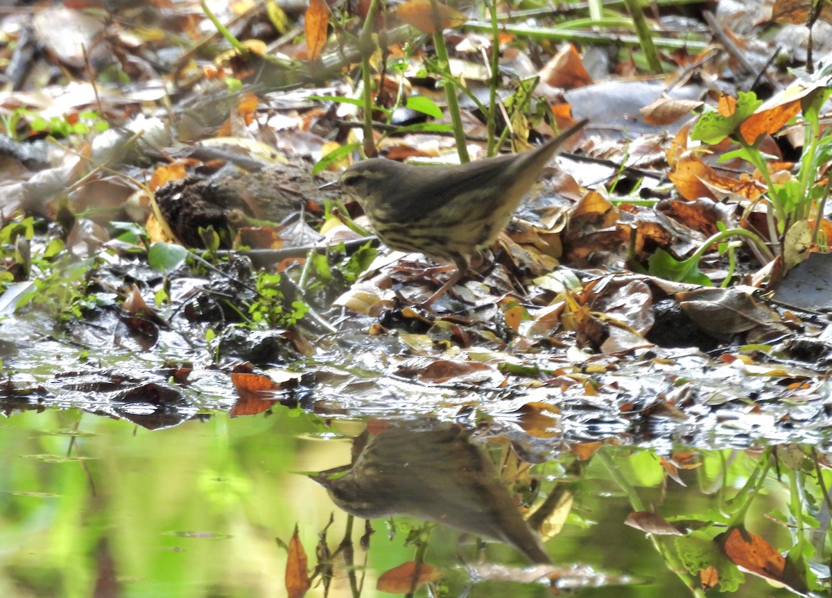 Northern Waterthrush - ML642306325
