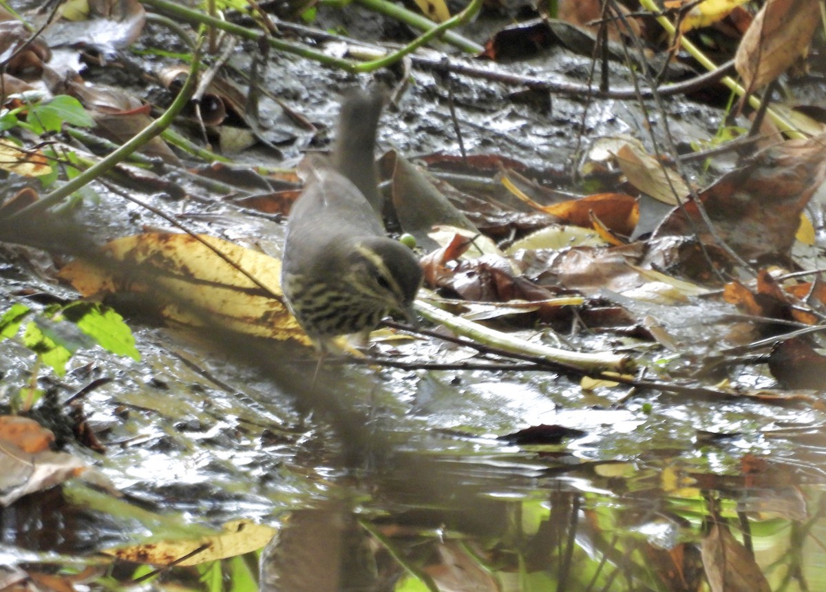 Northern Waterthrush - ML642306326