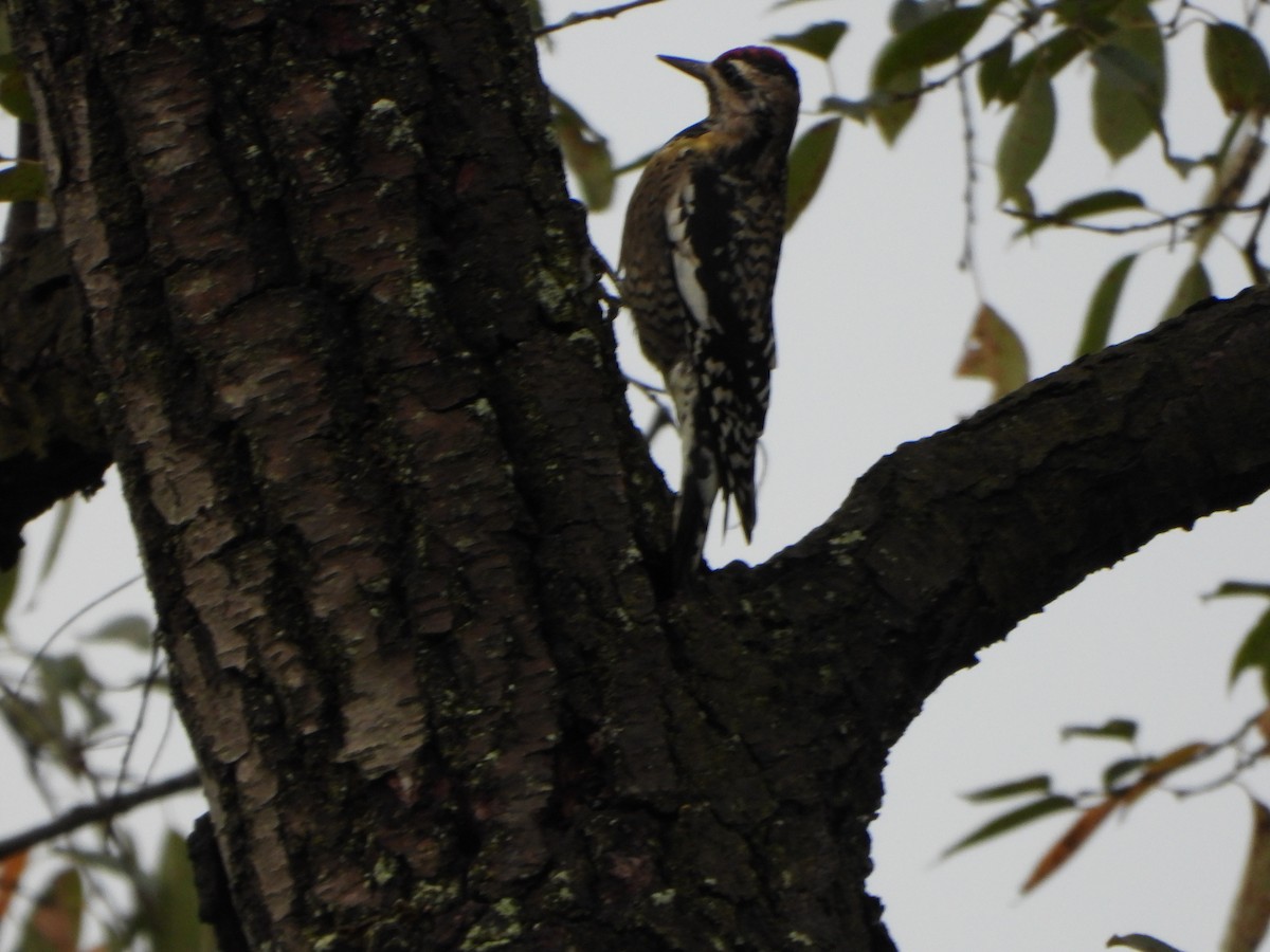 Yellow-bellied Sapsucker - ML642306330