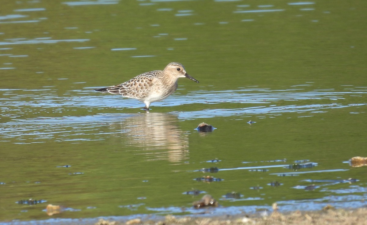 Baird's Sandpiper - ML642306335