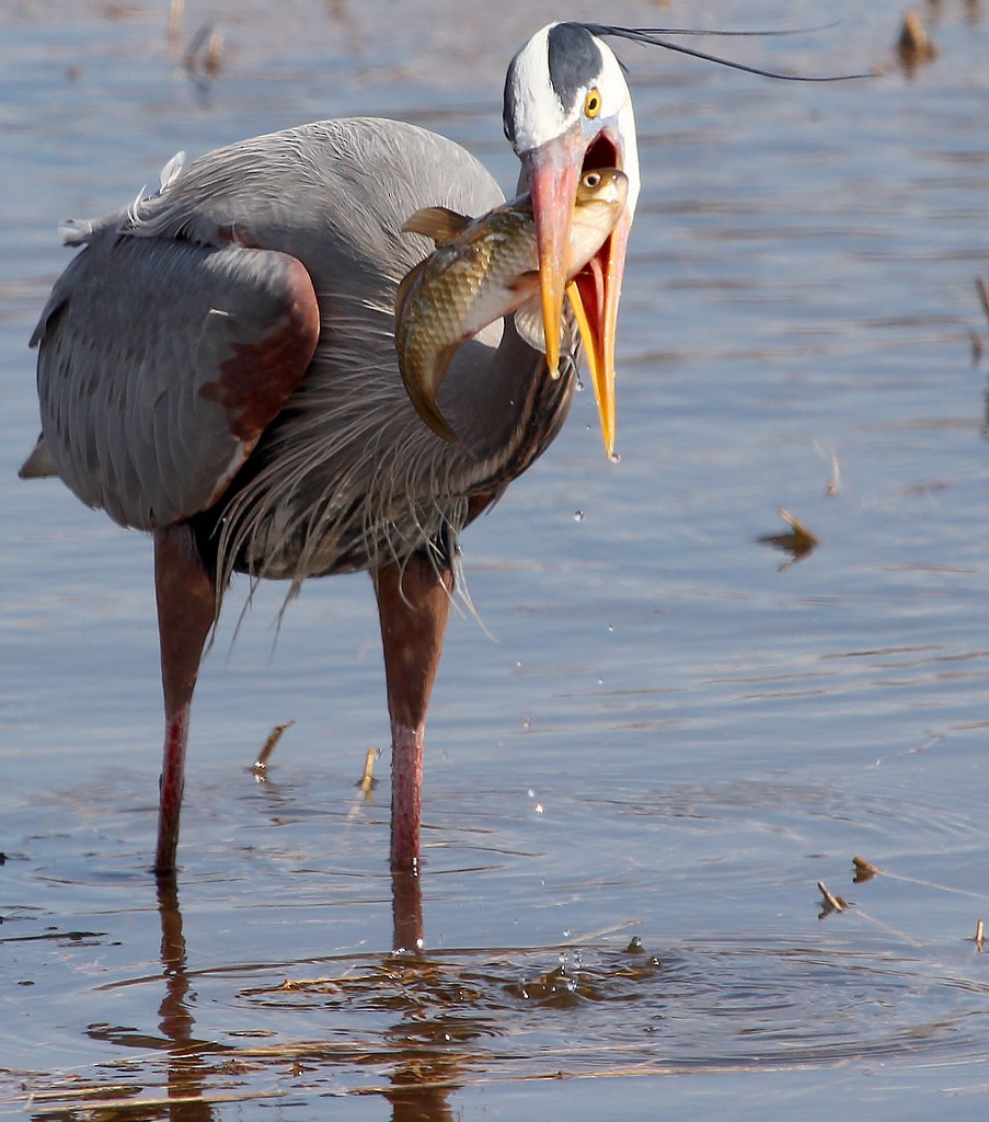 Great Blue Heron - ML642306337