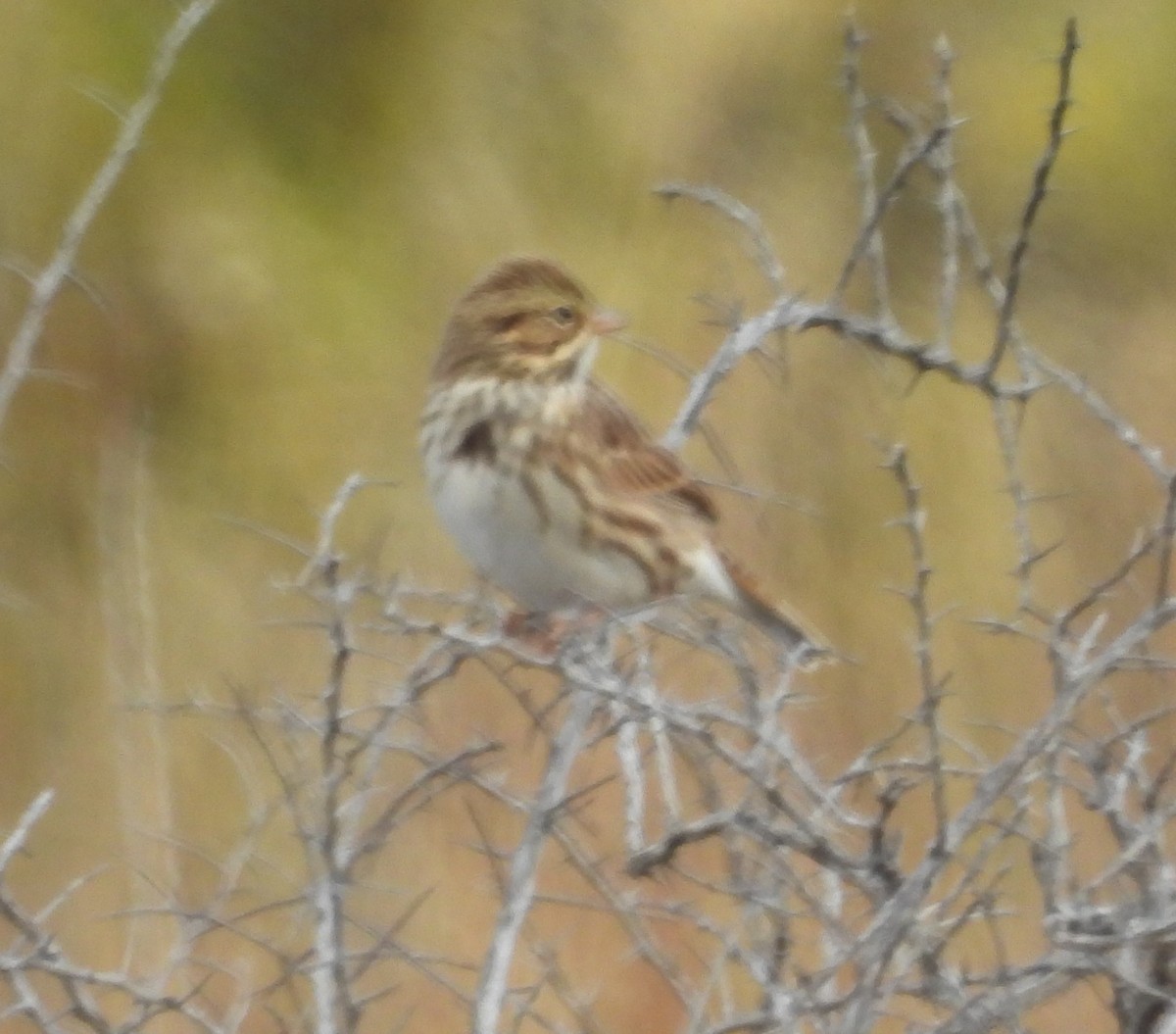 Savannah Sparrow - ML642306338