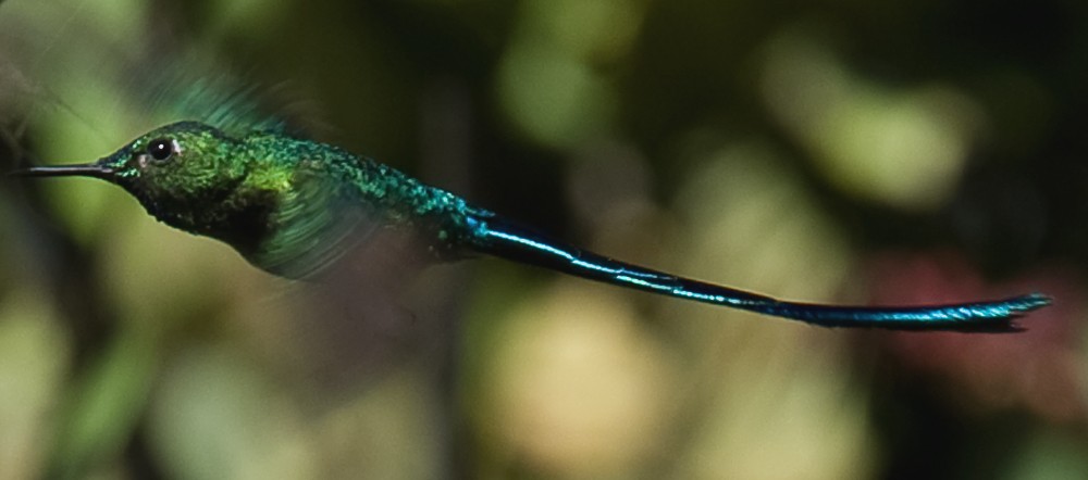 Long-tailed Sylph - ML642306339