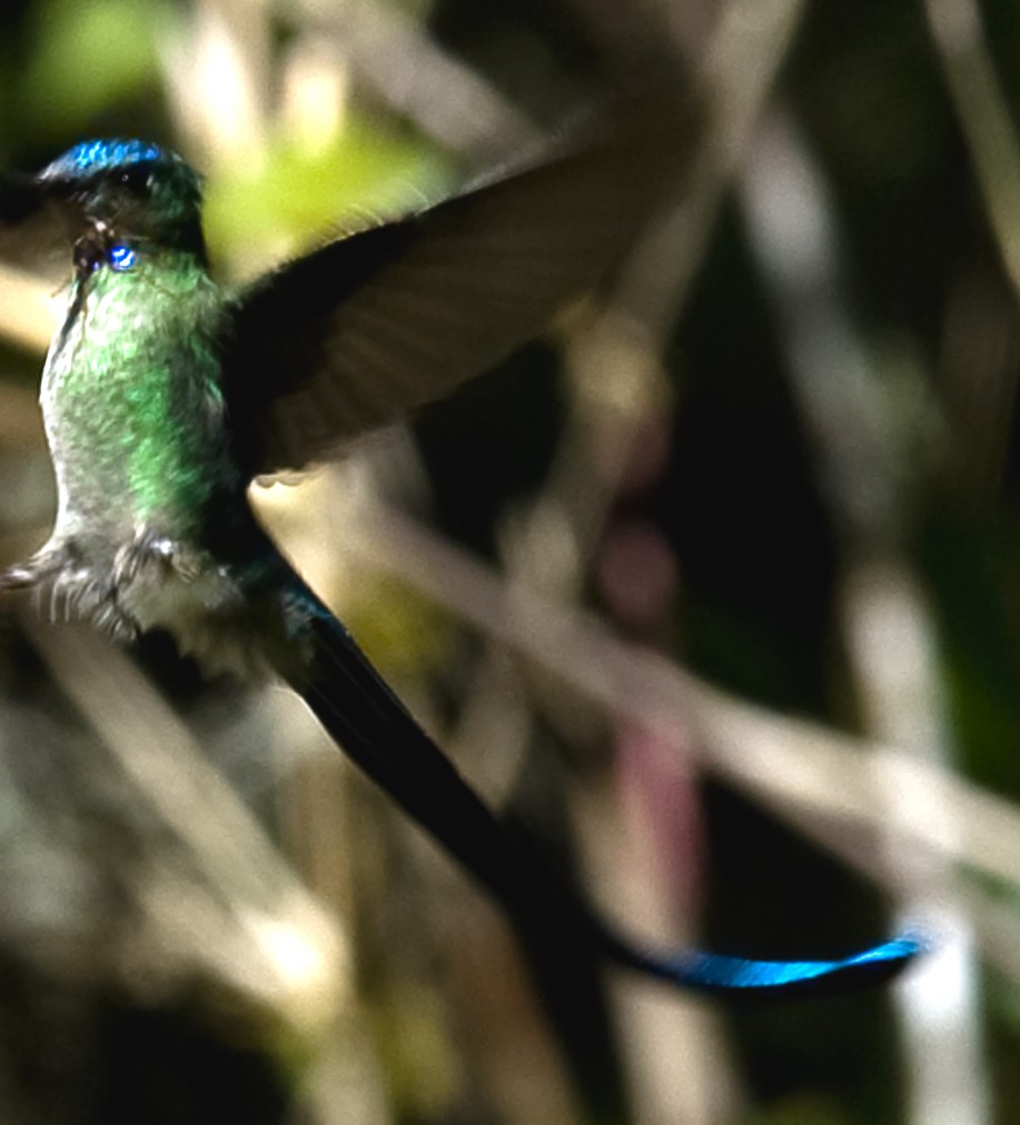 Long-tailed Sylph - ML642306340