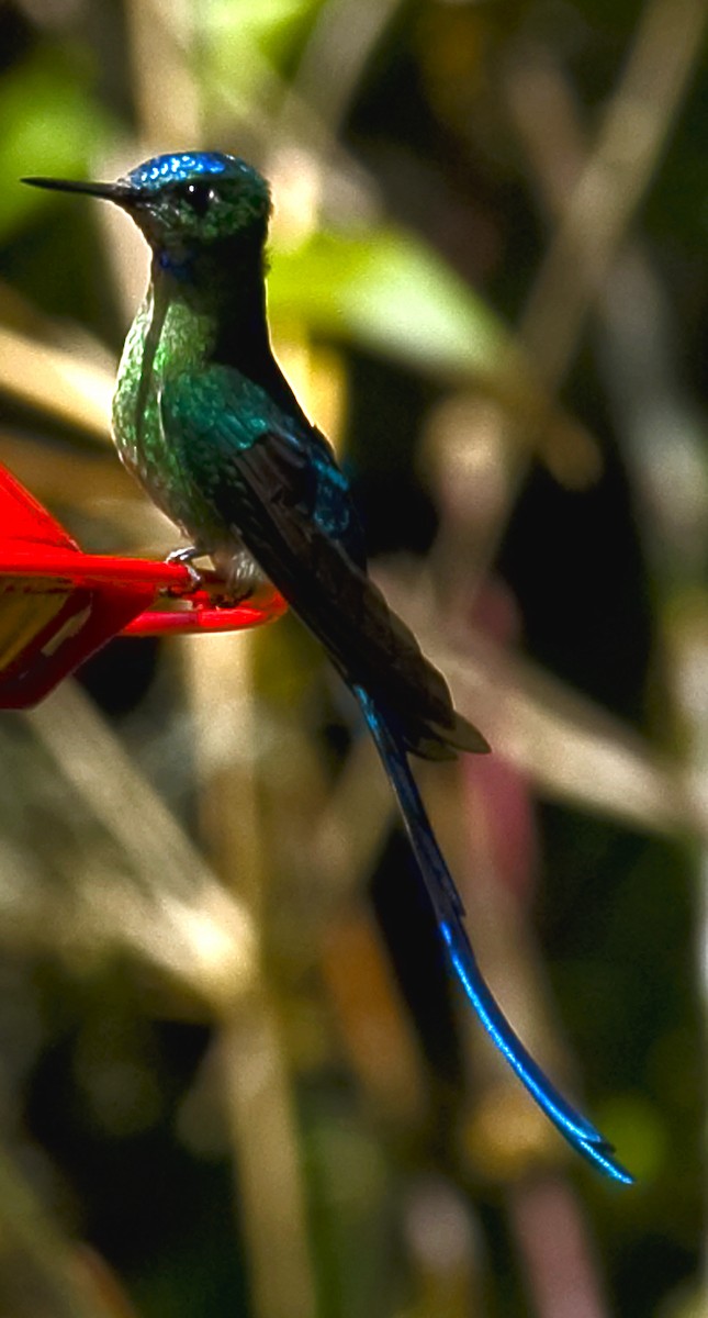 Long-tailed Sylph - ML642306341