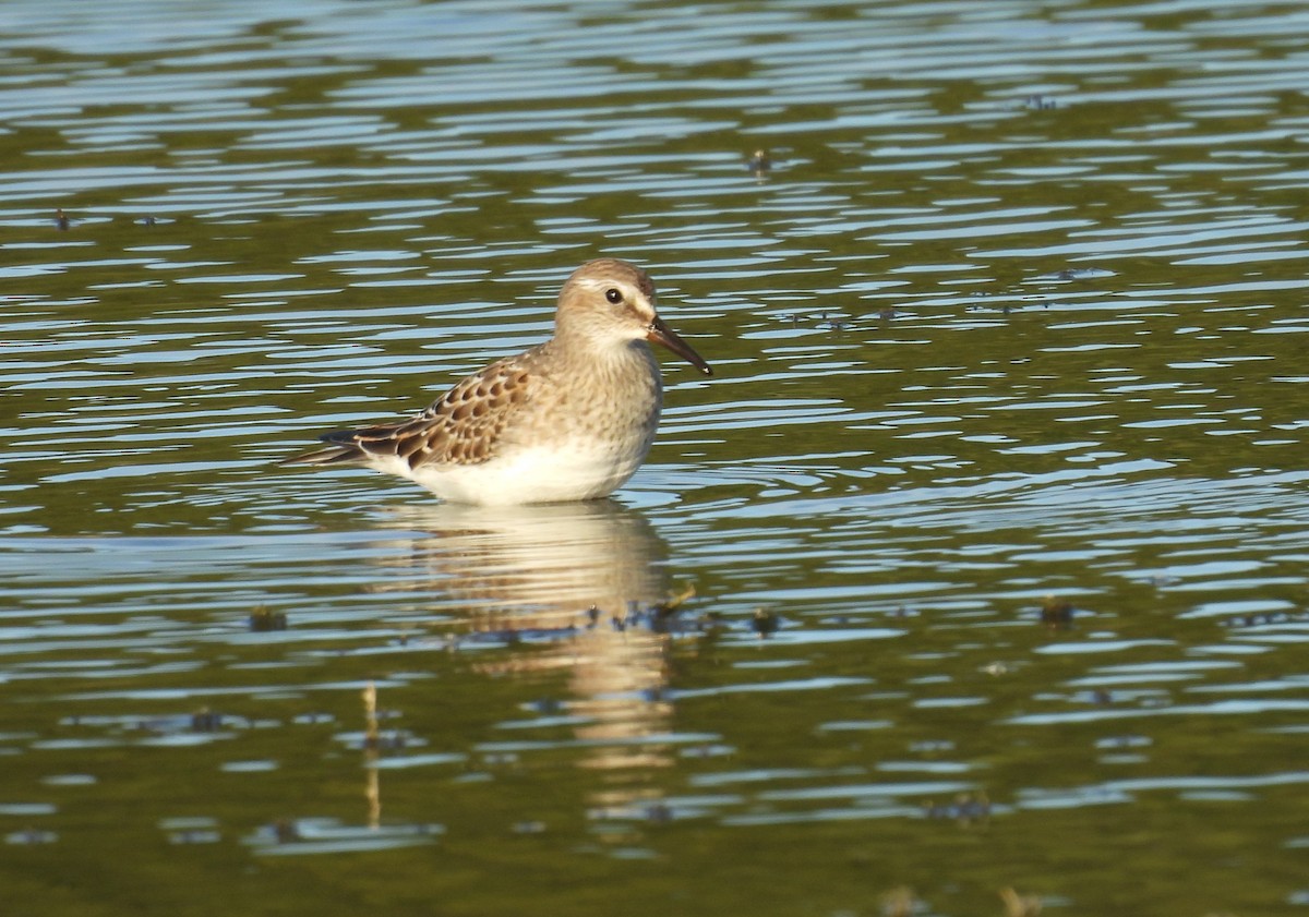 White-rumped Sandpiper - ML642306342