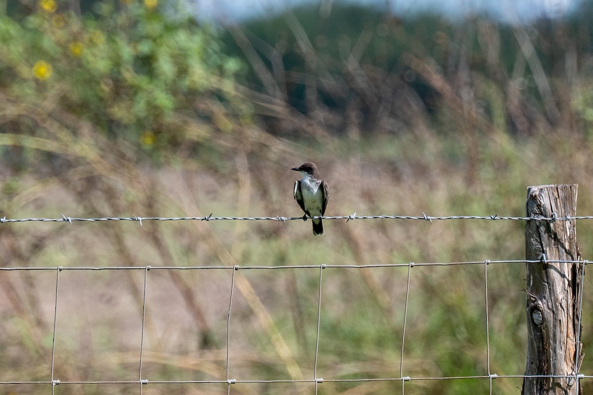 Eastern Kingbird - ML642306344