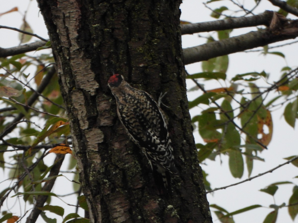 Yellow-bellied Sapsucker - ML642306345