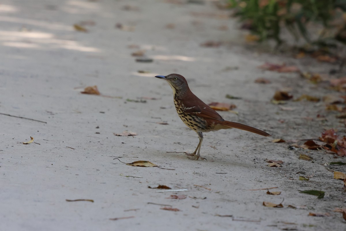 Brown Thrasher - ML642306346
