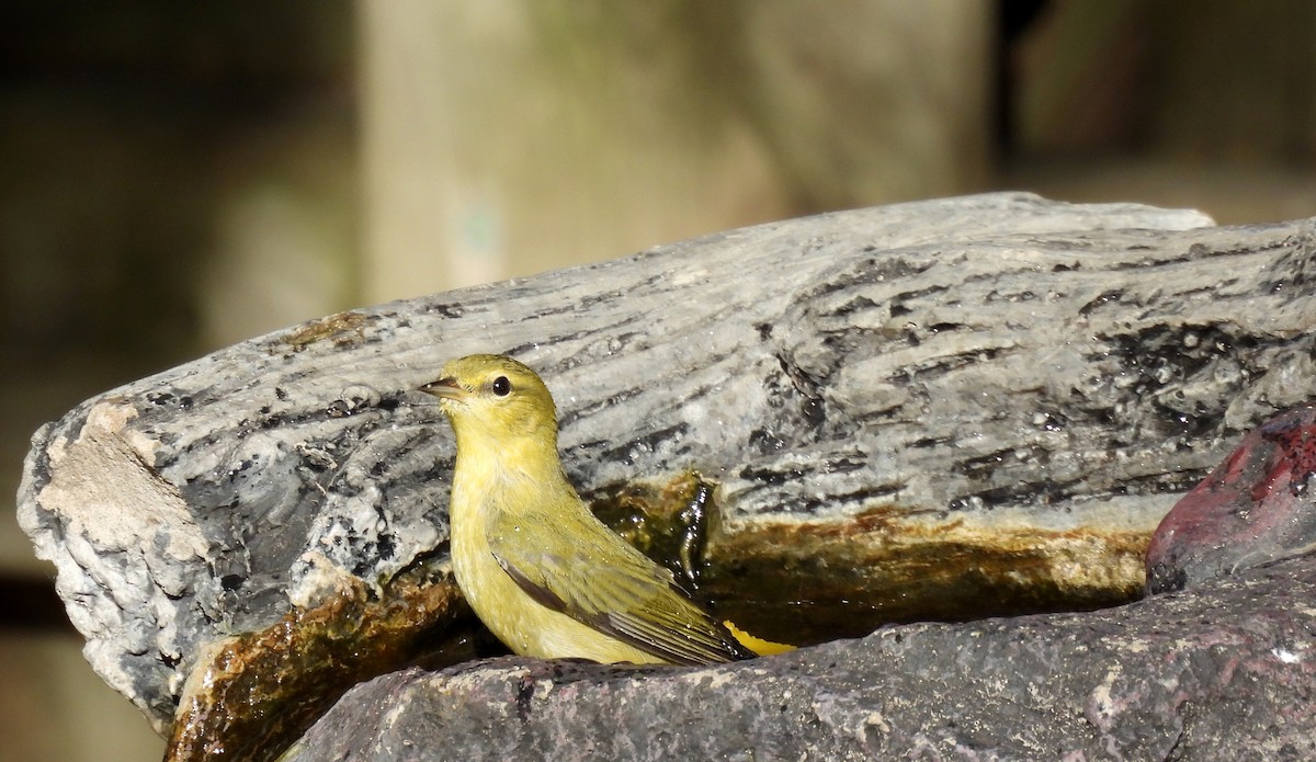 Tennessee Warbler - ML642306347