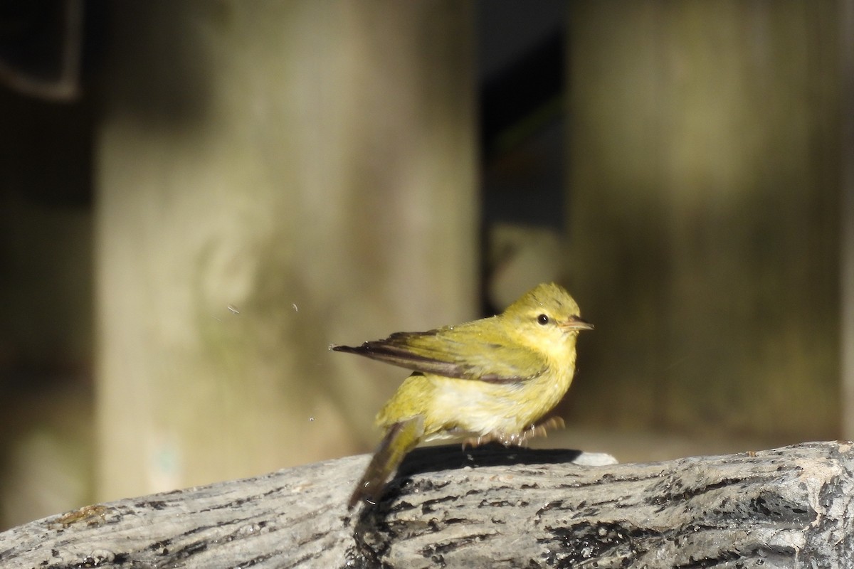 Tennessee Warbler - ML642306348