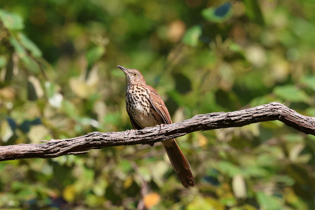 Brown Thrasher - ML642306349