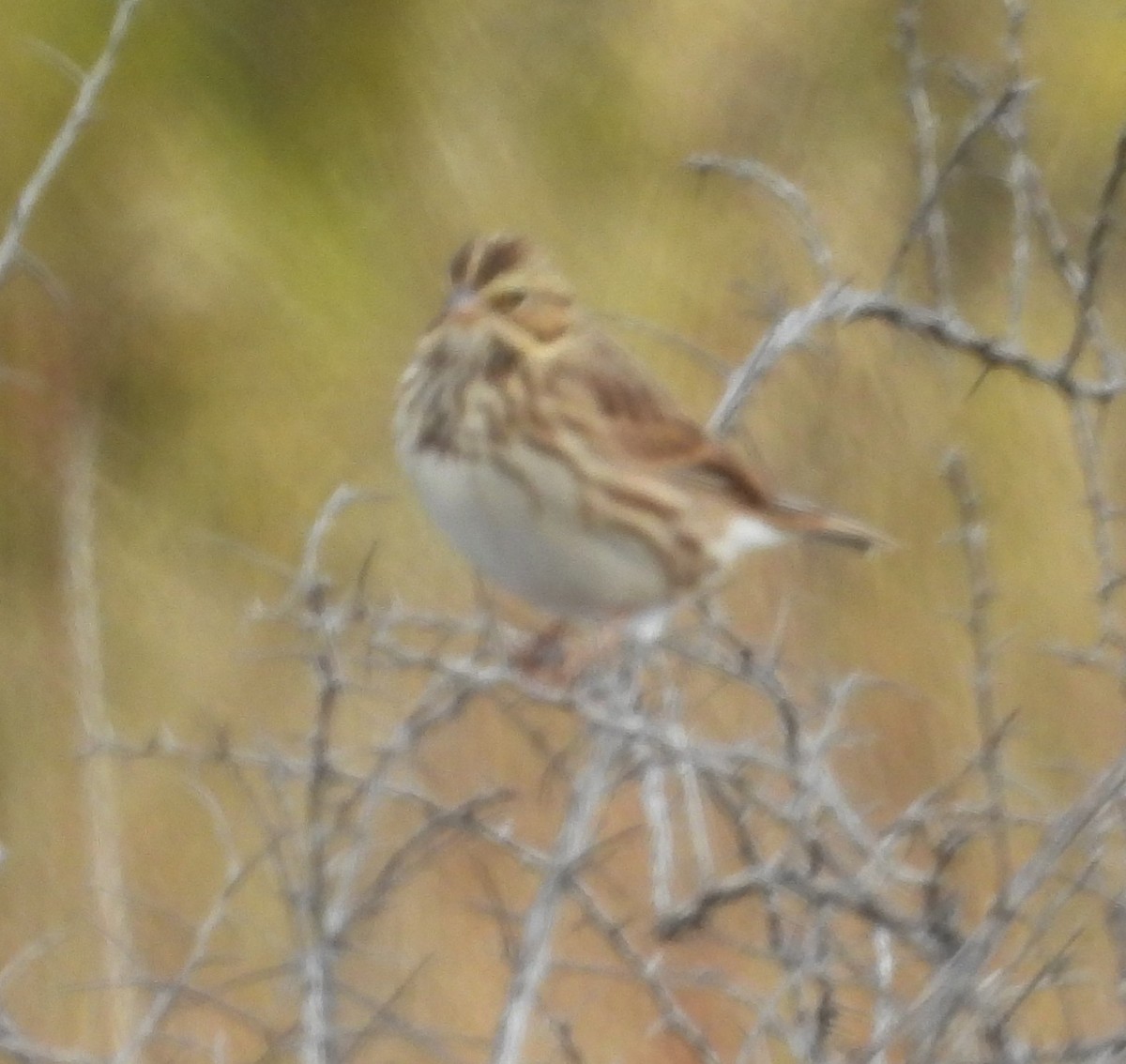 Savannah Sparrow - ML642306350