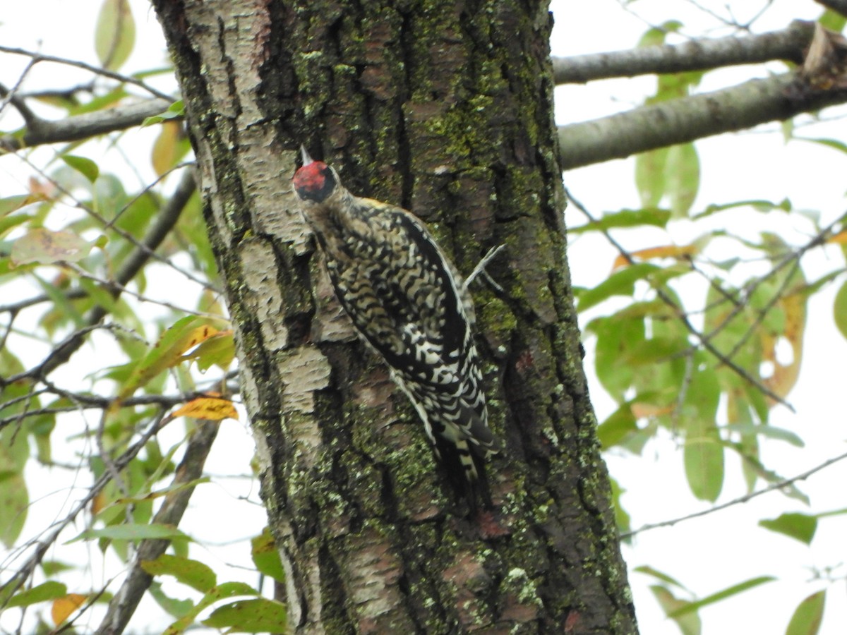 Yellow-bellied Sapsucker - ML642306351
