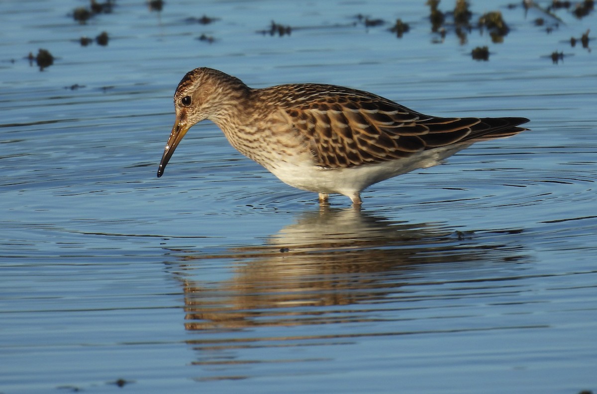 Pectoral Sandpiper - ML642306352