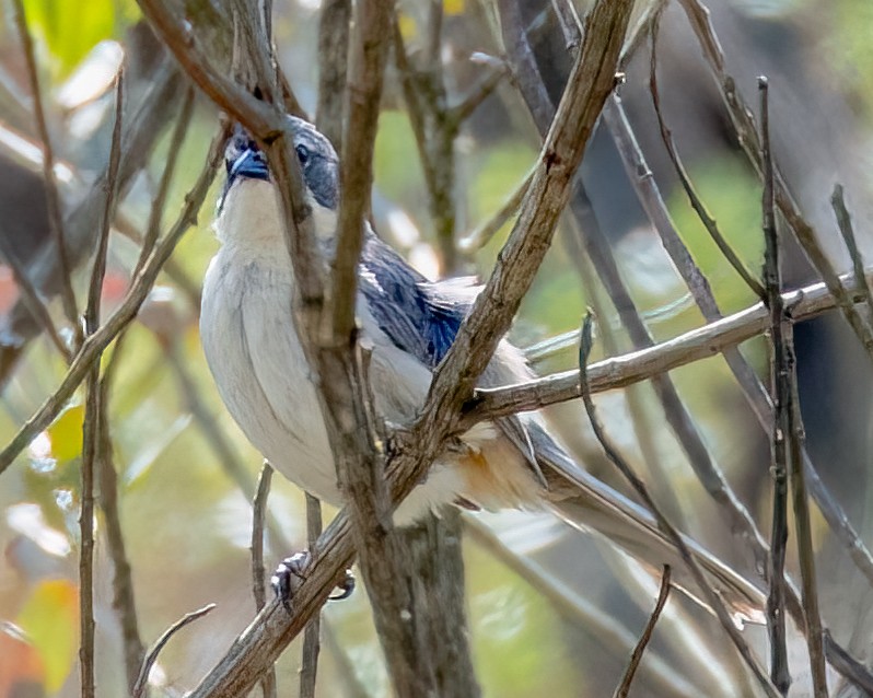 Long-tailed Reed Finch - ML642306354