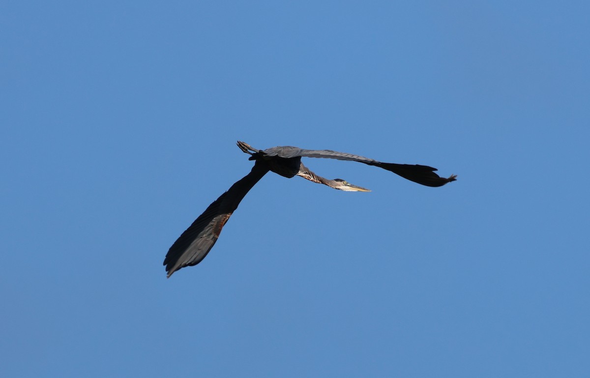 Great Blue Heron - ML642306355