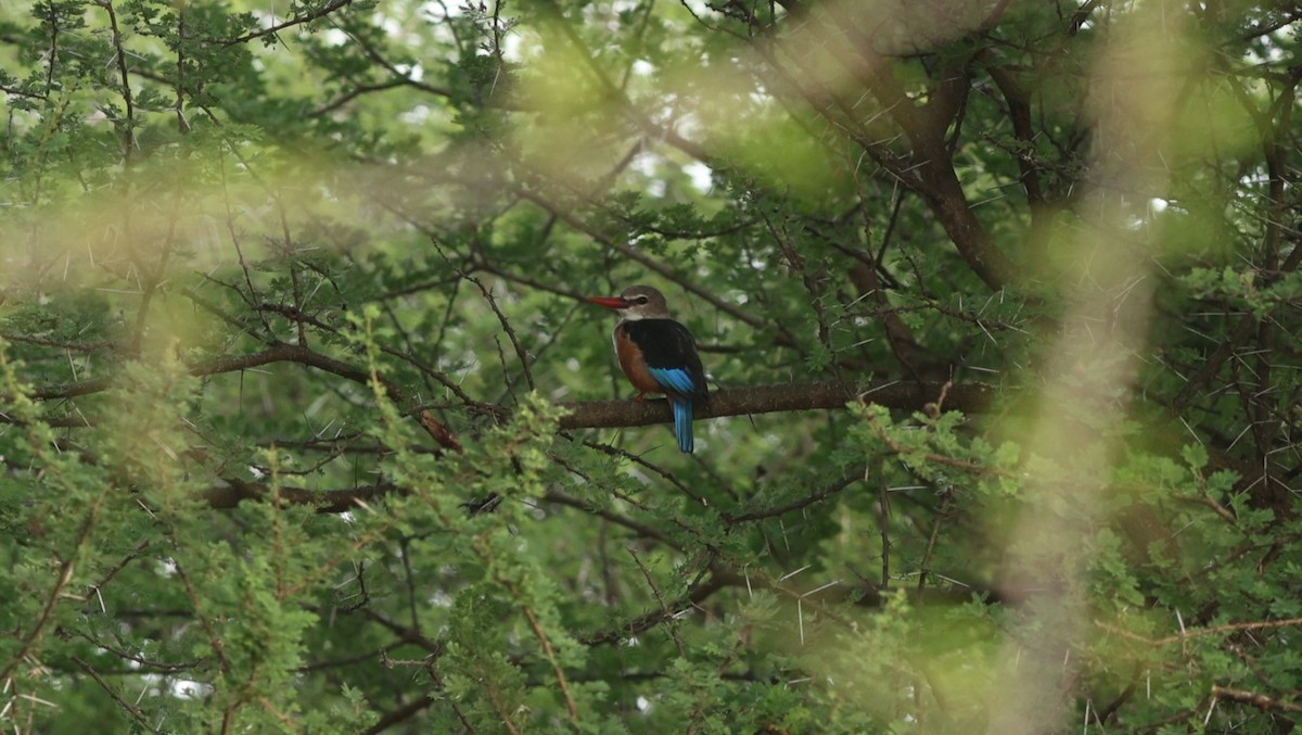 Gray-headed Kingfisher - ML642306356