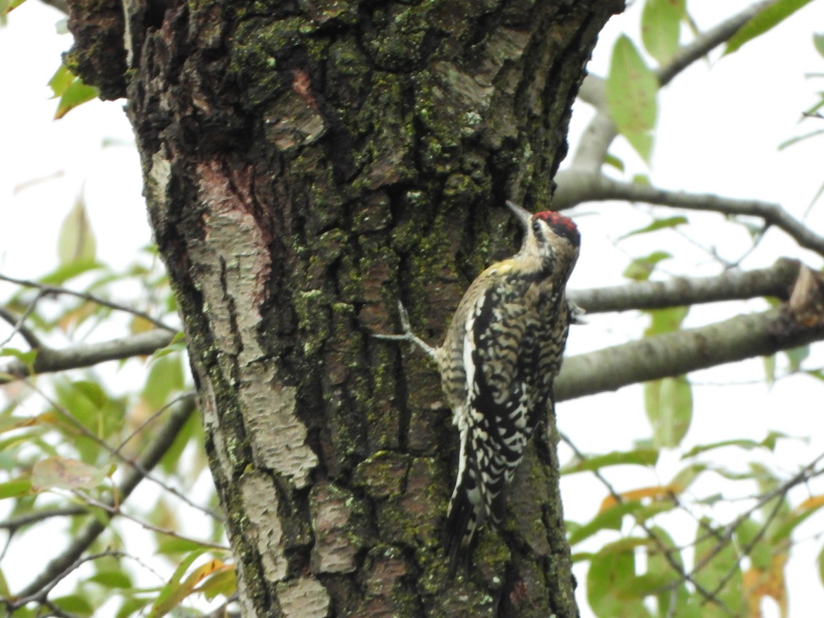Yellow-bellied Sapsucker - ML642306357