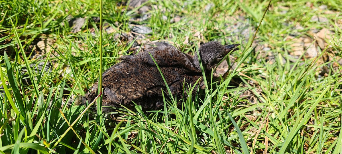Tinamou de Bonaparte - ML642306360