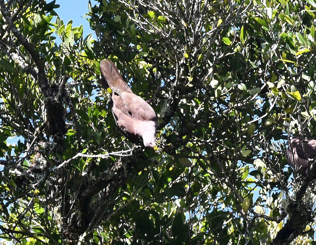Pigeon vineux - ML642306380
