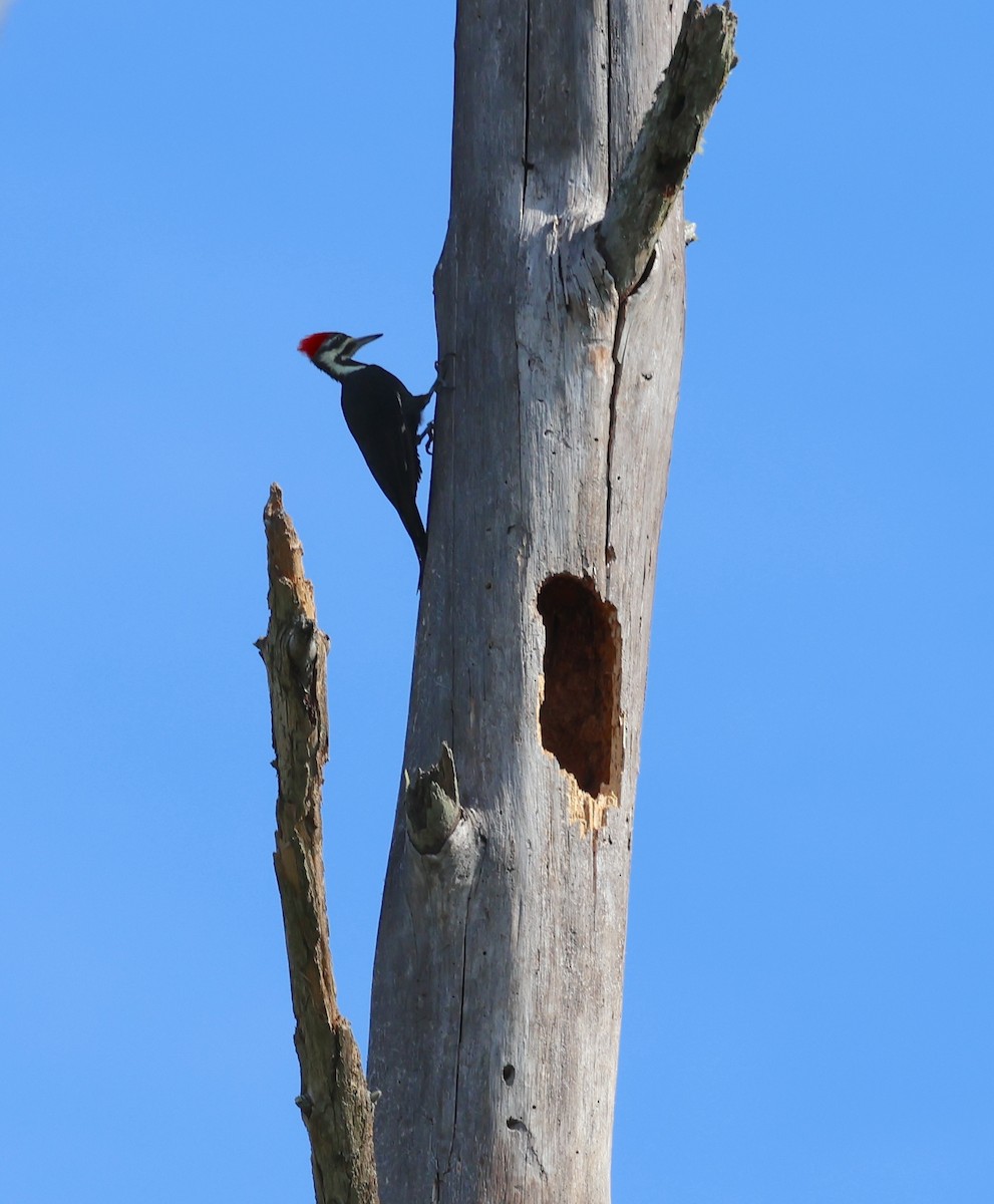 Pileated Woodpecker - ML642306385