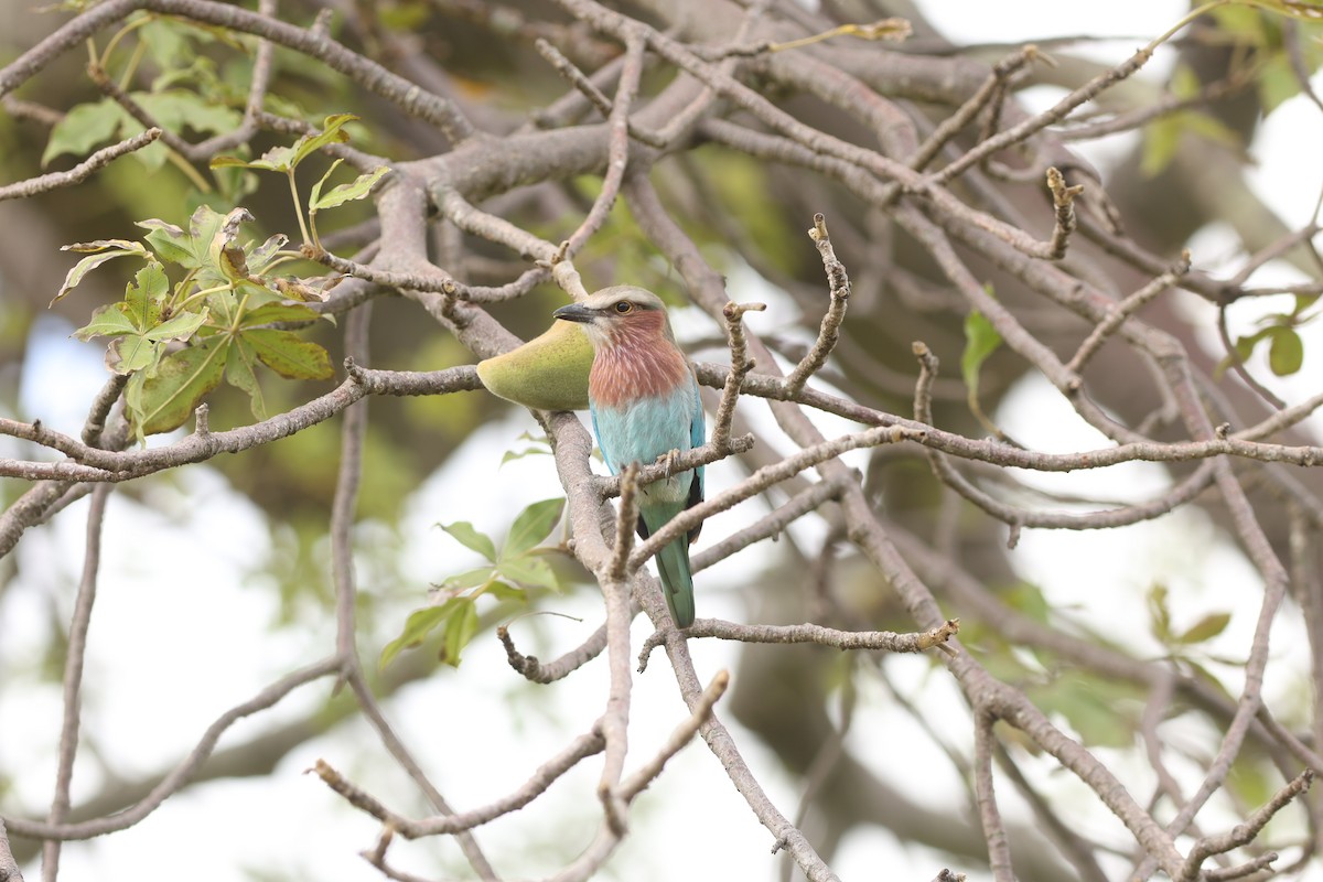Lilac-breasted Roller (Lilac-breasted) - ML642306388