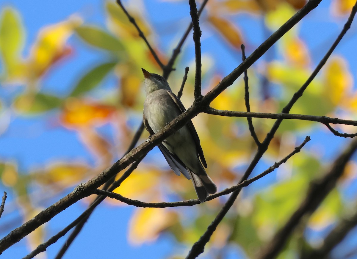 Eastern Wood-Pewee - ML642306401