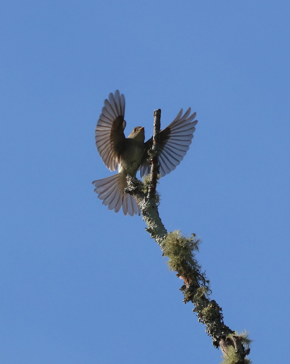 Eastern Wood-Pewee - ML642306411
