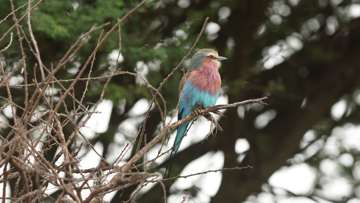 Lilac-breasted Roller (Lilac-breasted) - ML642306412