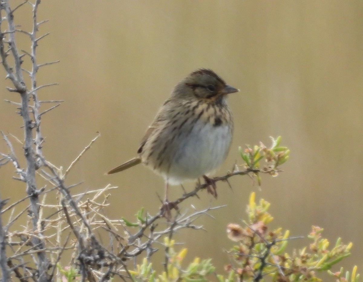 Lincoln's Sparrow - ML642306413