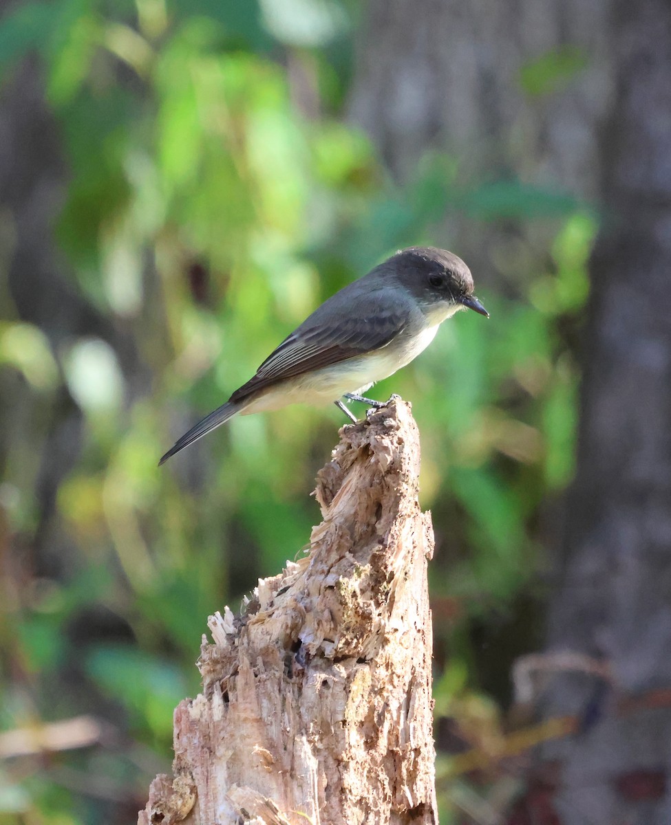 Eastern Phoebe - ML642306414