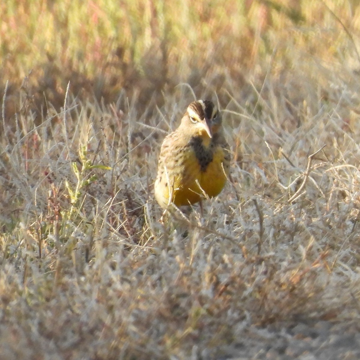 Western Meadowlark - ML642306415